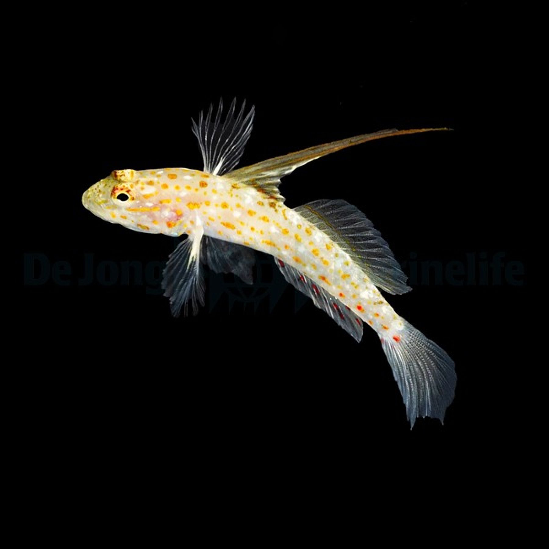 Ctenogobiops tangaroai Sichelgrundel